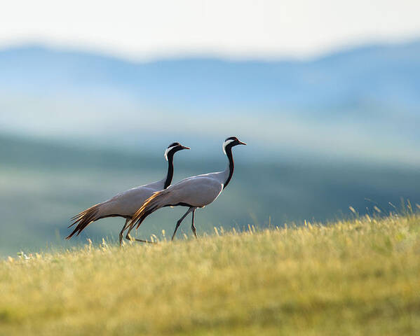 Demoiselle_cranes Poster featuring the photograph The Guardians by C. Mei