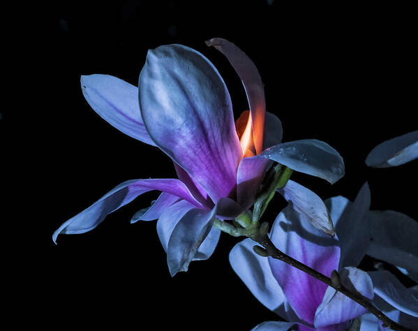 Magnolia Poster featuring the photograph The Inner Mounting Flame by Jerry LoFaro