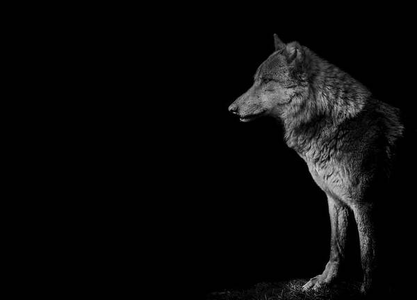 Wolf Poster featuring the photograph The loner by Paul Neville