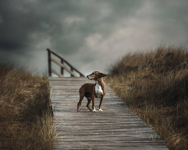 Dogs Poster featuring the photograph The Summer Wind Came Blowin' In From Across The Sea…. (frank Sinatra) by Heike Willers