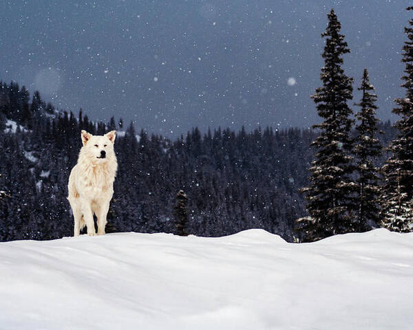 Animals Poster featuring the photograph The Wolf by Evgeni Dinev