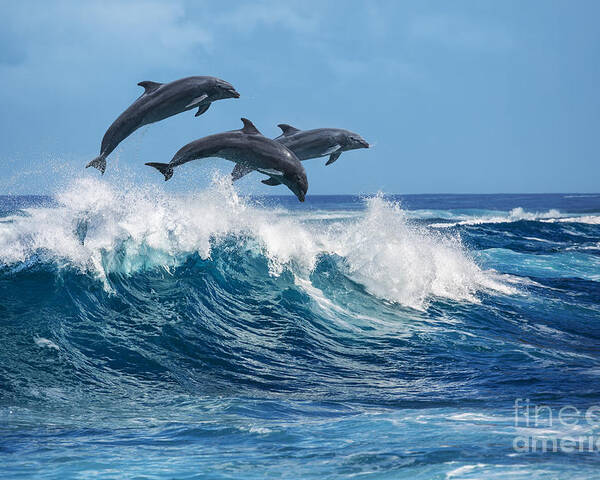 Beauty Poster featuring the photograph Three Beautiful Dolphins Jumping by Willyam Bradberry