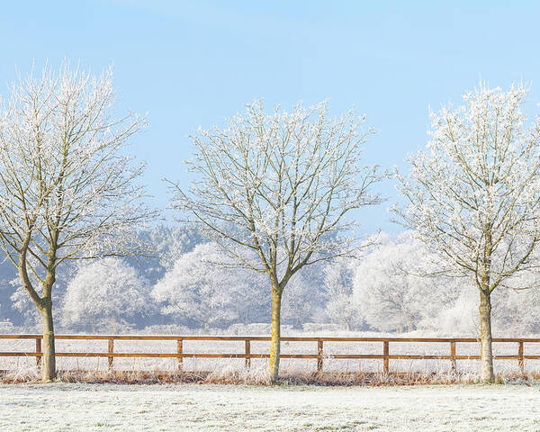 Landscape Poster featuring the photograph Three winter trees and frozen fence by Simon Bratt