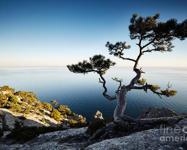 Fancy Poster featuring the photograph Tree And Sea At Sunset Crimea by Oleg Gekman