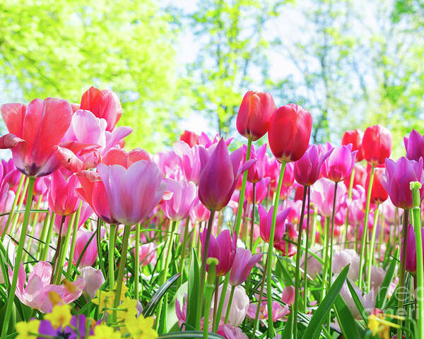 Tulips Poster featuring the photograph Tulips Pink Growth by Anastasy Yarmolovich