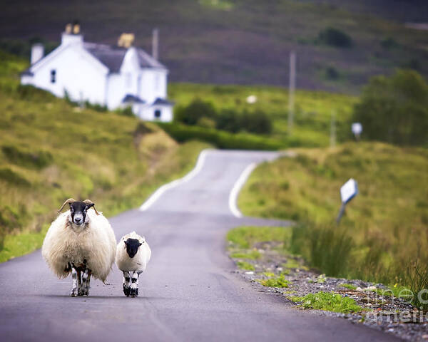 Country Poster featuring the photograph Two Sheep Walking On Street In Scotland by Otmarw