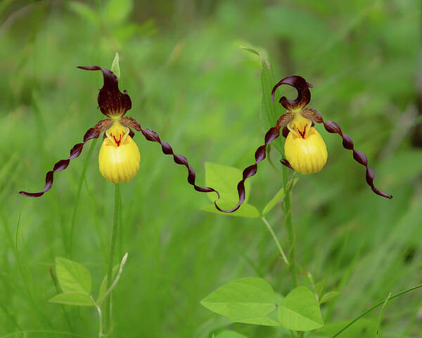 Yellow Lady's Slipper (Bruce Peninsula Orchids) · iNaturalist