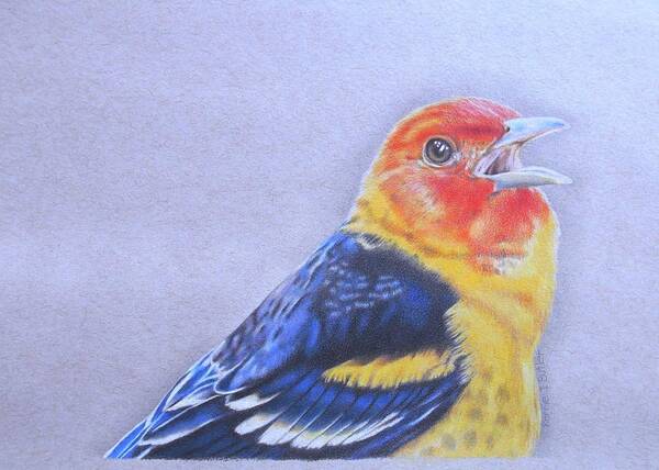 Western Tanager Poster featuring the drawing Western Tanager - Male by Karrie J Butler