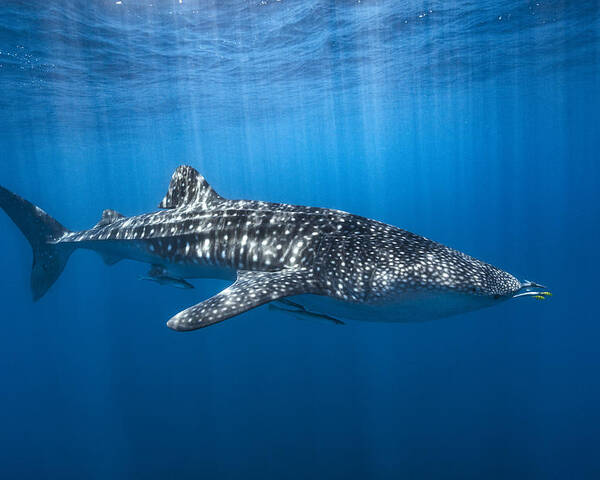 Shark Poster featuring the photograph Whale Shark In The Blue by Barathieu Gabriel