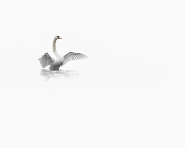 Swan Poster featuring the photograph White by Fabien Bravin