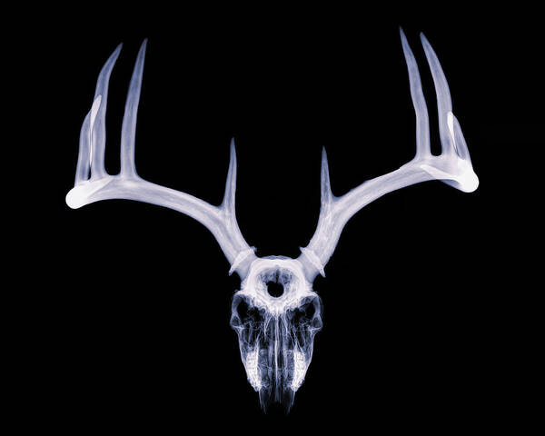 Kansas Poster featuring the photograph White-tailed Deer x-ray 009 by Rob Graham