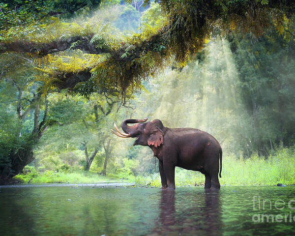 Beam Poster featuring the photograph Wild Elephant In The Beautiful Forest by Bundit Jonwises