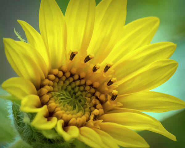 Sunflower Poster featuring the photograph Wild Sunflower by Cathy Kovarik