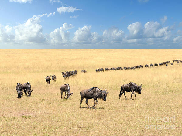 Game Poster featuring the photograph Wildebeest National Park Of Kenya by Volodymyr Burdiak