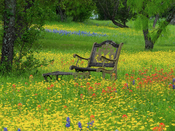 Texas Wildflowers Poster featuring the photograph Wildflower Retreat by Johnny Boyd