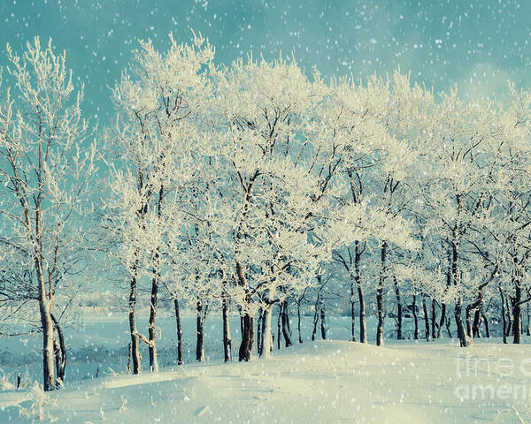 Magic Poster featuring the photograph Winter Forest Landscape With Snowy by Marina Zezelina