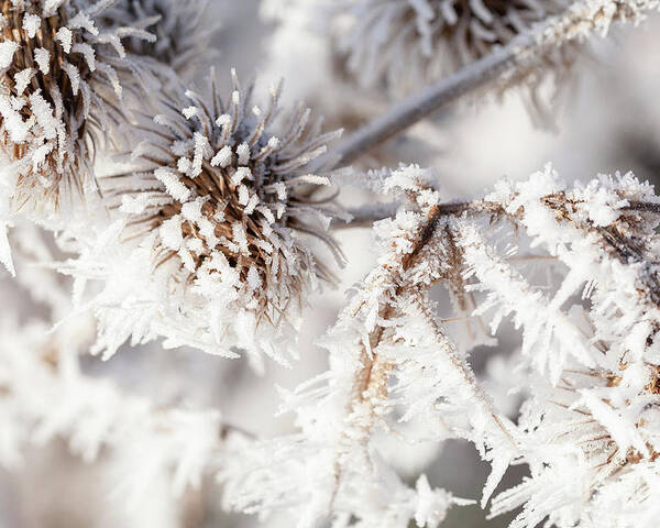 Freezing Poster featuring the photograph Winter frost on a garden thistle close up by Simon Bratt