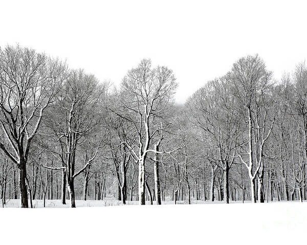 Forest Poster featuring the photograph Winter Trees In Snow Montreal by Marc Bruxelle