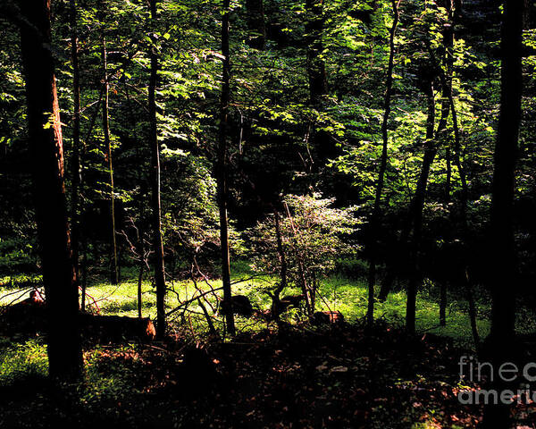 Forest Poster featuring the photograph Woodland Calm - No. 17 by Steve Ember