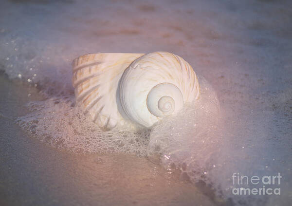 Shells Poster featuring the photograph Worn By The Sea by Kathy Baccari