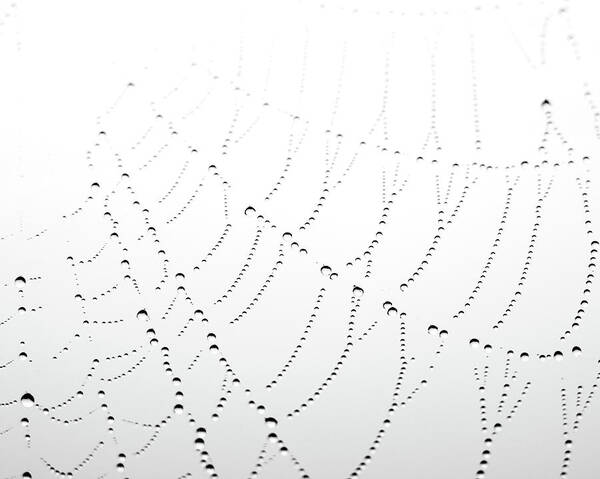Spider Web Poster featuring the photograph Woven by Lupen Grainne