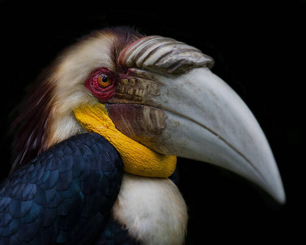 Beak Poster featuring the photograph Wreathed Hornbill by C.s. Tjandra