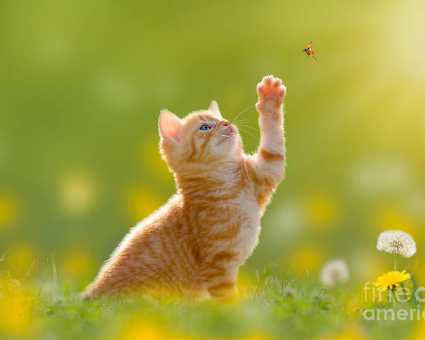 Small Poster featuring the photograph Young Cat Kitten Hunting A Ladybug by Photo-sd