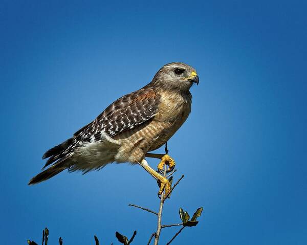 Young Poster featuring the photograph Young Cooper's Hawk by Ronald Lutz