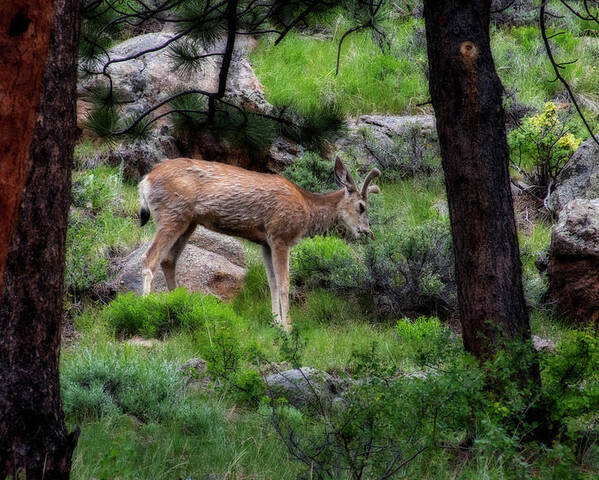 Mule Poster featuring the photograph Young mule deer feeding by Dan Friend