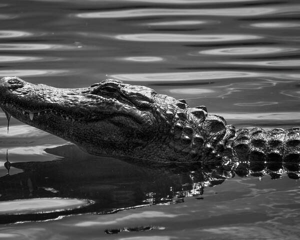 Alligator Poster featuring the photograph Alligator in Black and White by Carolyn Hutchins