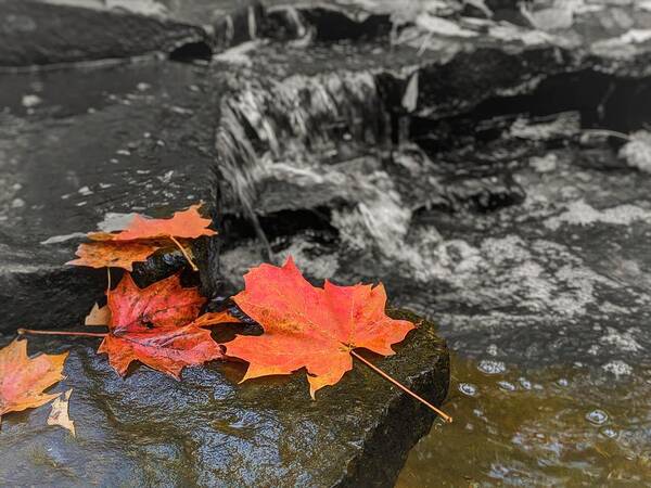  Poster featuring the photograph Fall Leaves by Brad Nellis