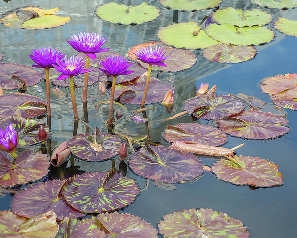 Lily Poster featuring the photograph Purple Water Lilies and Pads by Cate Franklyn