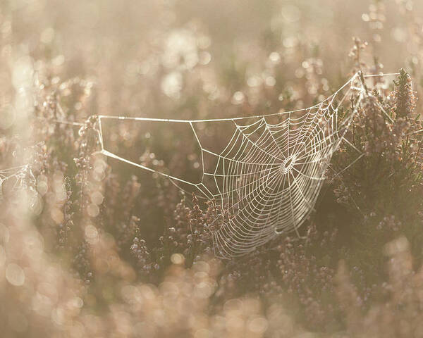 Spider Web Poster featuring the photograph Spider Web by Anita Nicholson