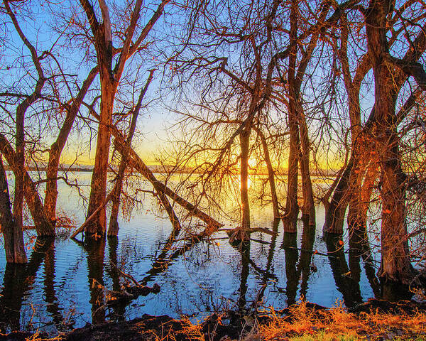 Autumn Poster featuring the photograph Twisted Trees On Lake at Sunset by Tom Potter