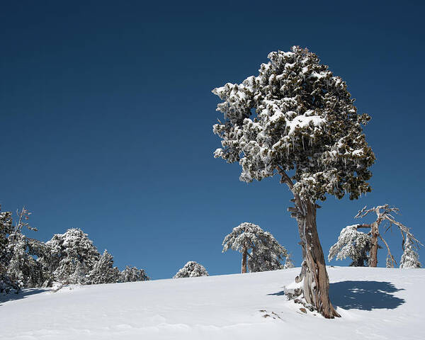 Single Tree Poster featuring the photograph Winter landscape in snowy mountains. Frozen snowy lonely fir trees against blue sky. by Michalakis Ppalis