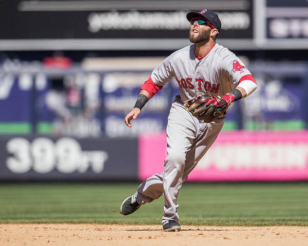 People Poster featuring the photograph Dustin Pedroia by Rob Tringali