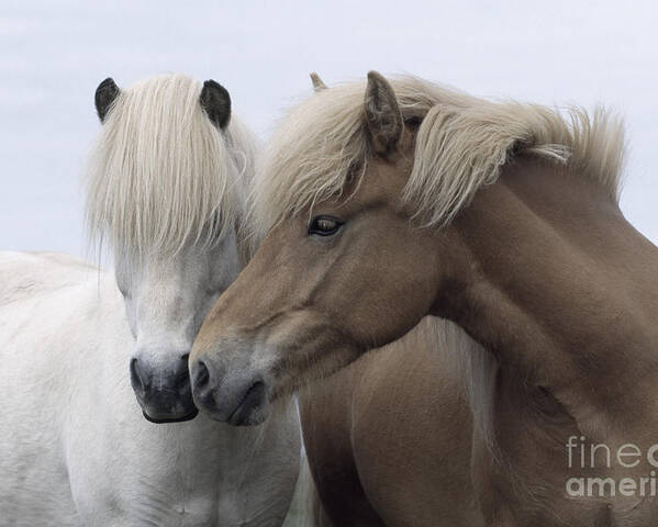 Affection Poster featuring the photograph Icelandic Horses by John Daniels