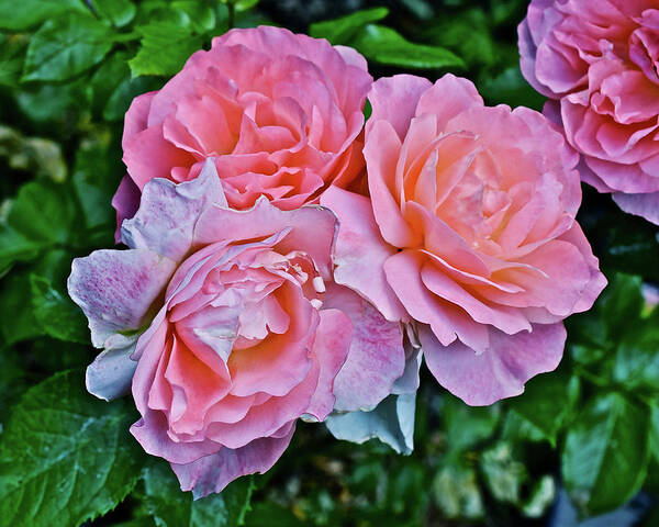 Roses Poster featuring the photograph 2020 Mid June Garden Coral Roses 1 by Janis Senungetuk