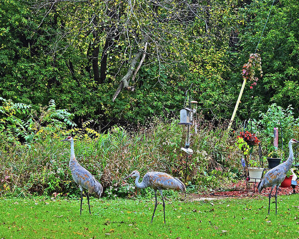 Sandhill Cranes Poster featuring the photograph 2021 Fall Sandhill Cranes 3 by Janis Senungetuk