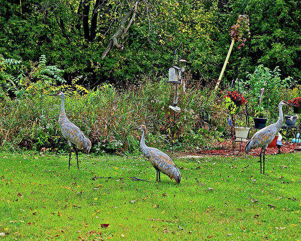 Sandhill Cranes; Birds; Backyard; Poster featuring the photograph 2021 Fall Sandhill Cranes 5 by Janis Senungetuk