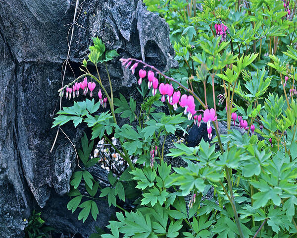 Spring Flowers Poster featuring the photograph 2021Late April Bleeding Hearts 1 by Janis Senungetuk