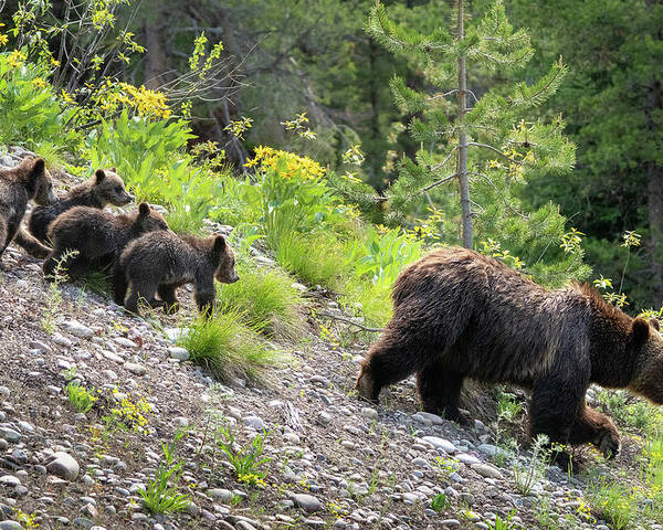 Bear Poster featuring the photograph 4 Cubs with Mama Grizzly Bear #399 by Wesley Aston