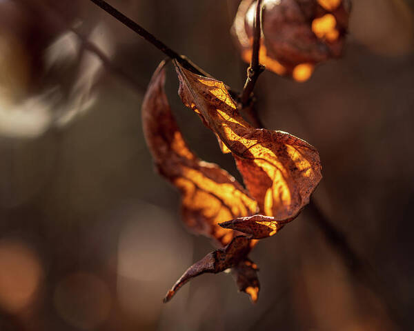 Landscape Poster featuring the photograph Nature Photography - Fall Leaves by Amelia Pearn