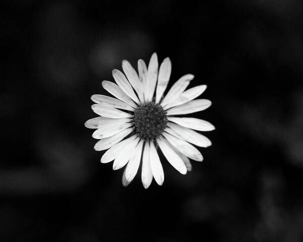 Bellis Perennis Poster featuring the photograph Black and white bloom of bellis perennis by Vaclav Sonnek