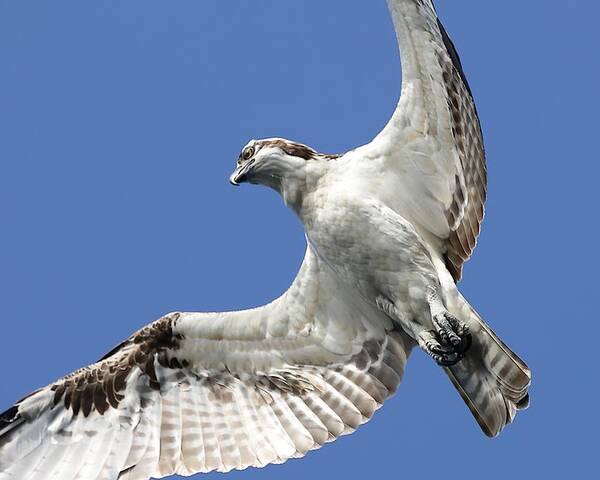 Osprey Poster featuring the photograph A Close-Up of Osprey by Mingming Jiang