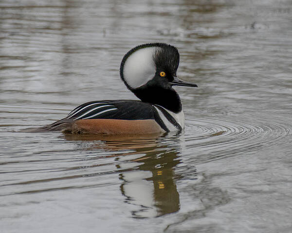 Hooded Merganser Poster featuring the photograph A Hoodie by Jerry Cahill