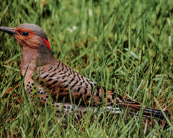 Northern Flicker Poster featuring the photograph A Northern Flicker by Rich Kovach
