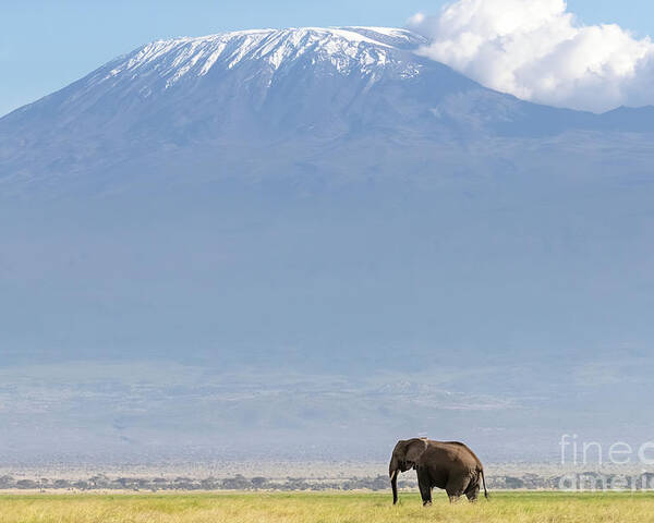 Elephant Poster featuring the photograph African elephant walks across the grassland of Amboseli National park, Kenya. A snow covered Mount Kilimajaro can be seen in the background. by Jane Rix