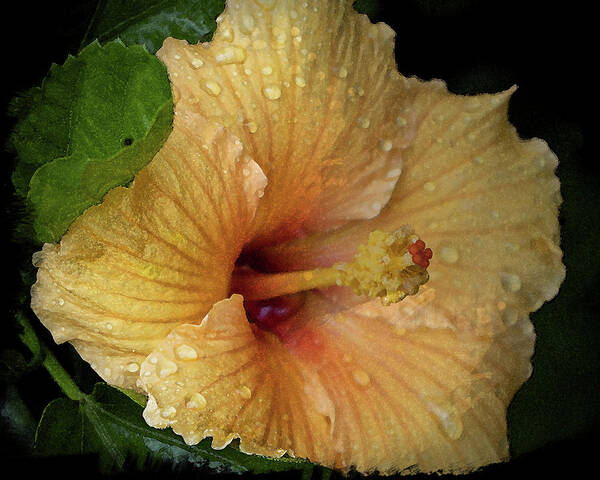 Hibiscus Poster featuring the photograph After the Rain by M Kathleen Warren