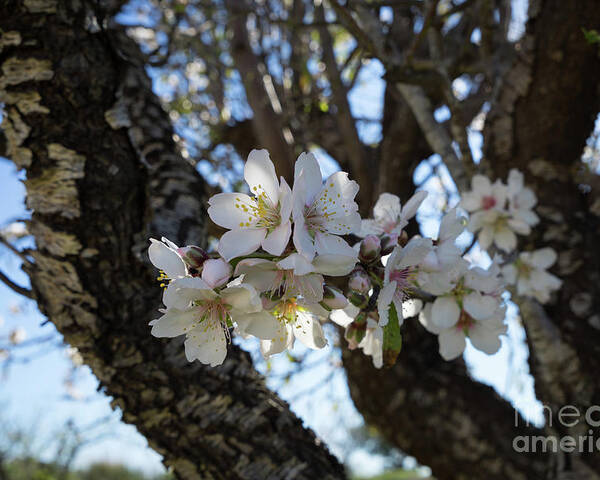 Almond Blossom Poster featuring the photograph White flowers in the penumbra of the almond tree by Adriana Mueller